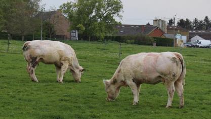 De Britse regering verkent hoe ze met veevoeradditieven de methaanuitstoot kunnen terugdringen.