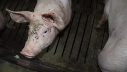 Miister Demir deed onder meer foutieve uitspraken over destructie van gezonde varkens.