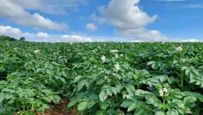 Suboptimale omstandigheden zorgen er nu voor dat sommige aardappelvelden sterk afzien.