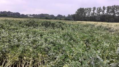 Veldbonen bieden een hoge eiwitopbrengst en flexibiliteit voor landbouwers, toch blijft het areaal achter.