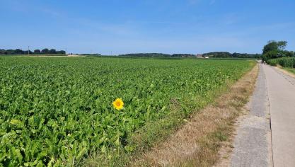 De bladziekten nemen verder toe in suikerbietvelden.