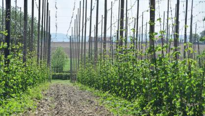 De slabakkende bierproductie is in elk geval niet te wijten aan een gebrek aan hop.