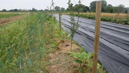Er wordt een voorkeur gegeven aan inheemse en multifunctionele bomen.
