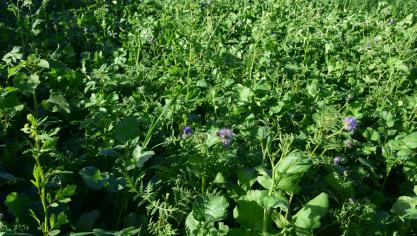 Een belangrijke voorwaarde is de tijdige inzaai en de aanhoudperiode van de groenbedekker.