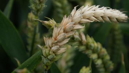 fusarium