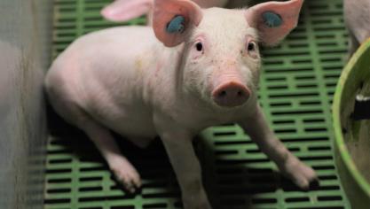 De Europese lening zal in hoofdzaak gebruikt worden voor het integreren van artificiële intelligentie en big data in de bedrijfsprocessen van Grupo Jorge.