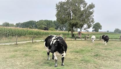 De prijzen voor Belgisch witblauw zijn stabiel.
