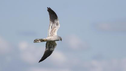 “De belangrijkste stap bij de bescherming van kiekendieven is een vriendelijk gesprek met de landbouwer”, zegt Wim Bovens van Natuurwerkgroep de Kerkuil.