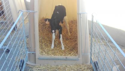 Een ziek kalf die geïsoleerd staat kan veel beter opgevolgd worden en is geen besmettingsbron meer voor andere dieren.