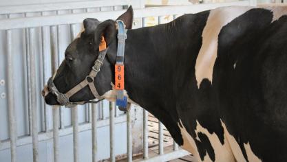 Een sensor in de halster van de koe volgt wanneer en hoelang de koe eet,  drinkt en herkauwt.