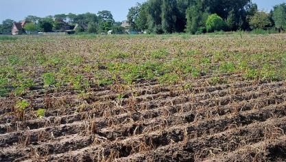 Aardappelen 25 08 22 FVDL