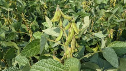 Bepalend voor de opbrengst is het aantal peulen per plant, en het aantal boontjes in elke peul, alsook de inplanting van de onderste peulen.
