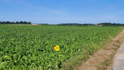 Meerdere bietenvelden overschreden vorige week de drempel voor Cercospora.