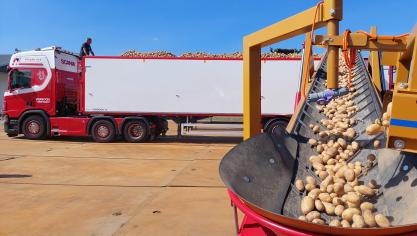 Er wordt een kleinere aardappelproductie verwacht, met kleinere knollen die gevoelig zijn aan stootblauw en problemen kunnen opleveren in de bewaring.