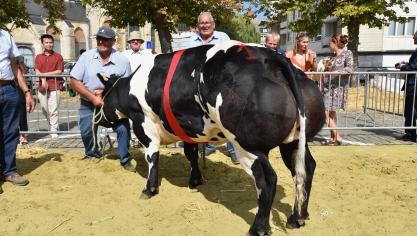 Pipa vh Loobergenhof (Courtois X Cabri), kampioenschap vaarzen &amp; gekalfde vaarzen van 20 tot 32 maanden, van Roger Sapion uit Kessel-Lo.