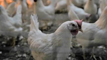 De pluimveeproducenten worden in de hele toeleveringsketen getroffen door ongekende stijgingen van onkosten.