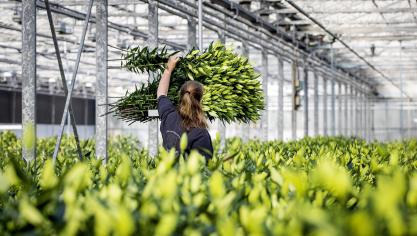 De Nederlandse bloemensector komt in de problemen door de sterk gestegen prijzen voor aardgas en elektriciteit.