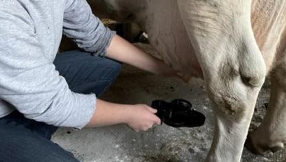 Celine Balcaen onderzoekt subklinische mastitis. Ze wil weten hoe melkveehouders dit aanpakken.