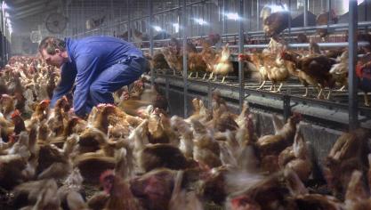 Er zijn 2 nieuwe besmettingen met hoogpathogene vogelgriep van het type H5N1 vastgesteld.