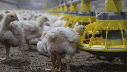 Ammoniakconcentraties op strooiselniveau in vleeskuikenstallen kunnen gereduceerd worden door een lager ruweiwitgehalte in te mengen in het voeder, door te voederen naar behoefte of door pellets te voederen in plaats van meel.