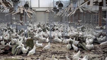 De vogelgriep sloeg in het seizoen 2021-2022 keihard toe in Europa.