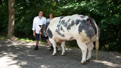 Karlien Van Klaveren Aas (v. Grommit), kampioene Koeien. Eig: Klaveren Aas-Van Osselaer Lv, Melsele