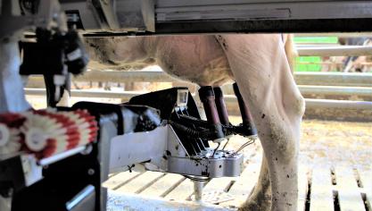 De Vlaamse melkkoeien die tijdens het afgelopen boekjaar van CRV werden afgevoerd, hadden tijdens hun leven gemiddeld 30.166 kg melk gegeven.