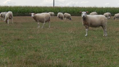 Tijdens de droogte dit jaar waren er veel schapen aanwezig, maar was er te weinig gras  voor het weidende vee.