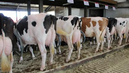 Bert en Dries Matthys toonden op een recent evenement hun beste koeien,  waarvoor ze onder meer een beroep deden op embryo’s.