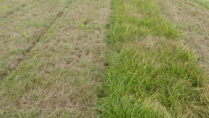 Verschil in effect van droogte op Engels raaigras (links) en rietzwenkgras.