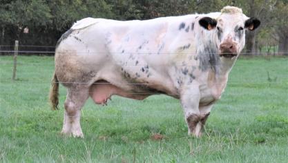 De prijs voor kalveren daalt en varieert van 680 tot 890 euro voor een goed kalf.