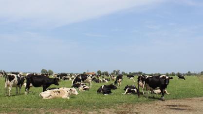“In de ontwerpnota voor MAP7 staan maatregelen die landbouw en voedselverwerking in West-Vlaanderen stukken lastiger zal maken”, stelt provincieraadslid en landbouwer Piet Vandermersch.