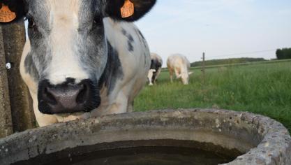 Ook voor vleesvee is waterkwaliteit belangrijk.