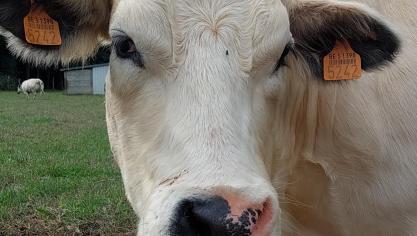 De prijs voor koeien en stieren stijgt licht, volgens Coevia.