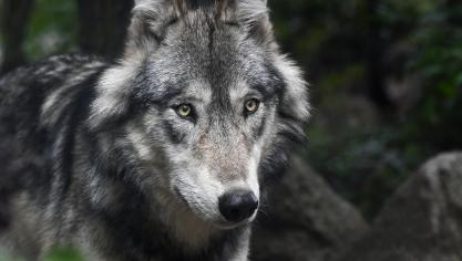 Dit jaar mogen er in Zweden 75 wolven worden gedood.