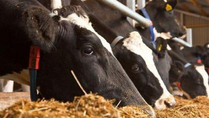 ForFarmers introduceert een nieuw gamma voeders voor melkvee.