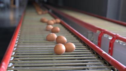 Een ei verlaat nu een pluimveebedrijf voor minstens 18 cent. In 2021 was dat nog 7 cent.