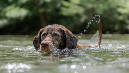 De onderzoekers namen monsters van hondenhaar, van urine en van water waarin honden hadden gezwommen. In het merendeel van de monsters vonden ze schadelijke stoffen.