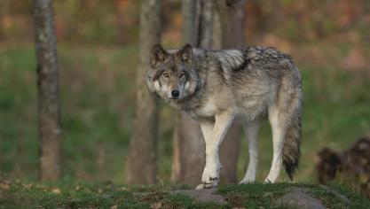 Volgens minister Demir zijn er op dit ogenblik geen aanwijzingen dat de wolven abnormaal gedrag vertonen.