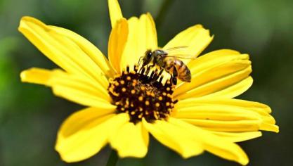 Ongeveer 4 op de 5 gewassoorten en wilde bloemensoorten in Europa zijn in mindere of meerdere mate aangewezen op bestuiving.