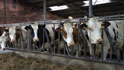 De boerderij in kwestie is na de vondst door de Nederlandse Voedsel- en Warenautoriteit (NVWA) geblokkeerd.