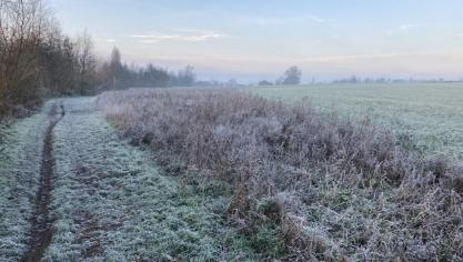 Geelgorzen houden van halfopen landschappen, zoals landbouwgebied met heggen en houtkanten.