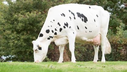 De homozygoot hoornloze Keur Zohare PP bereikte op 4 februari 2023 de kaap van de 100.000 kg melk. Dat is een primeur In Vlaanderen.
