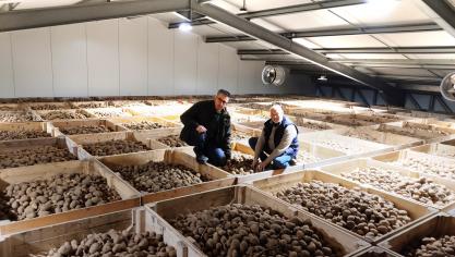 Via een platform met trappen kunnen Jan Draelants (links) en Trudo Biets naar boven om aardappelen te controleren op kwaliteit.