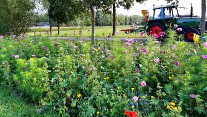 Bloemrijke akkerranden zorgen voor meer biodiversiteit in het landbouwlandschap.