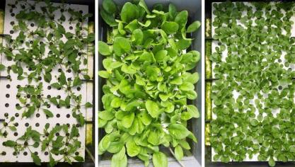 Inagro onderzocht voornamelijk de teelt van veldsla. Hun hydrocultuursysteem bestaat uit 2 aparte DFT-bassins met aangepaste voeding: één voor de kiemingsfase en één voor de groeifase. De pilootinstallatie is te bezichtigen in Agrotopia, de dakserre van Inagro.