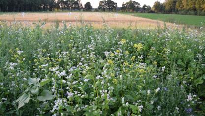 Dankzij de goedkeuring komt dit jaar nog zo’n 300 miljoen euro, voornamelijk Europese middelen, vrij voor de verdere verduurzaming van de Vlaamse Land- en tuinbouwsector.