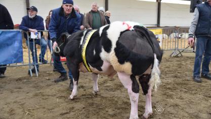 Kampioenschap Stieren van 6 tot 10 maanden: Baloé vh Kruisborre (Darko X Idéfix) van Roger & Jan Orinx uit Asse.