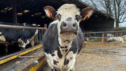 BSE begint met overgevoeligheid voor prikkels, die zal toenemen, waardoor de dieren sneller zullen panikeren en uiteindelijk agressief gedrag zullen vertonen.