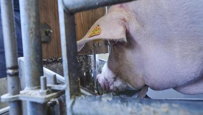 Verschillende waterbronnen hebben een zeer uiteenlopende chemische en microbiologische samenstelling.